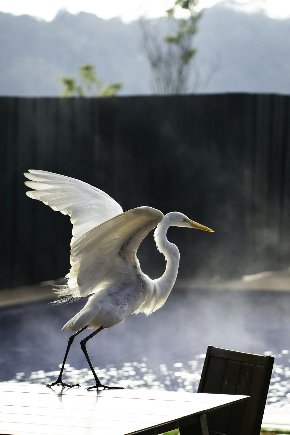 a large white bird standing on top of a wooden table