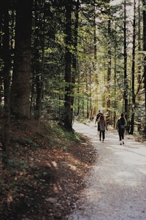 Guests enjoying a serene morning walk along a forest path near the chalets