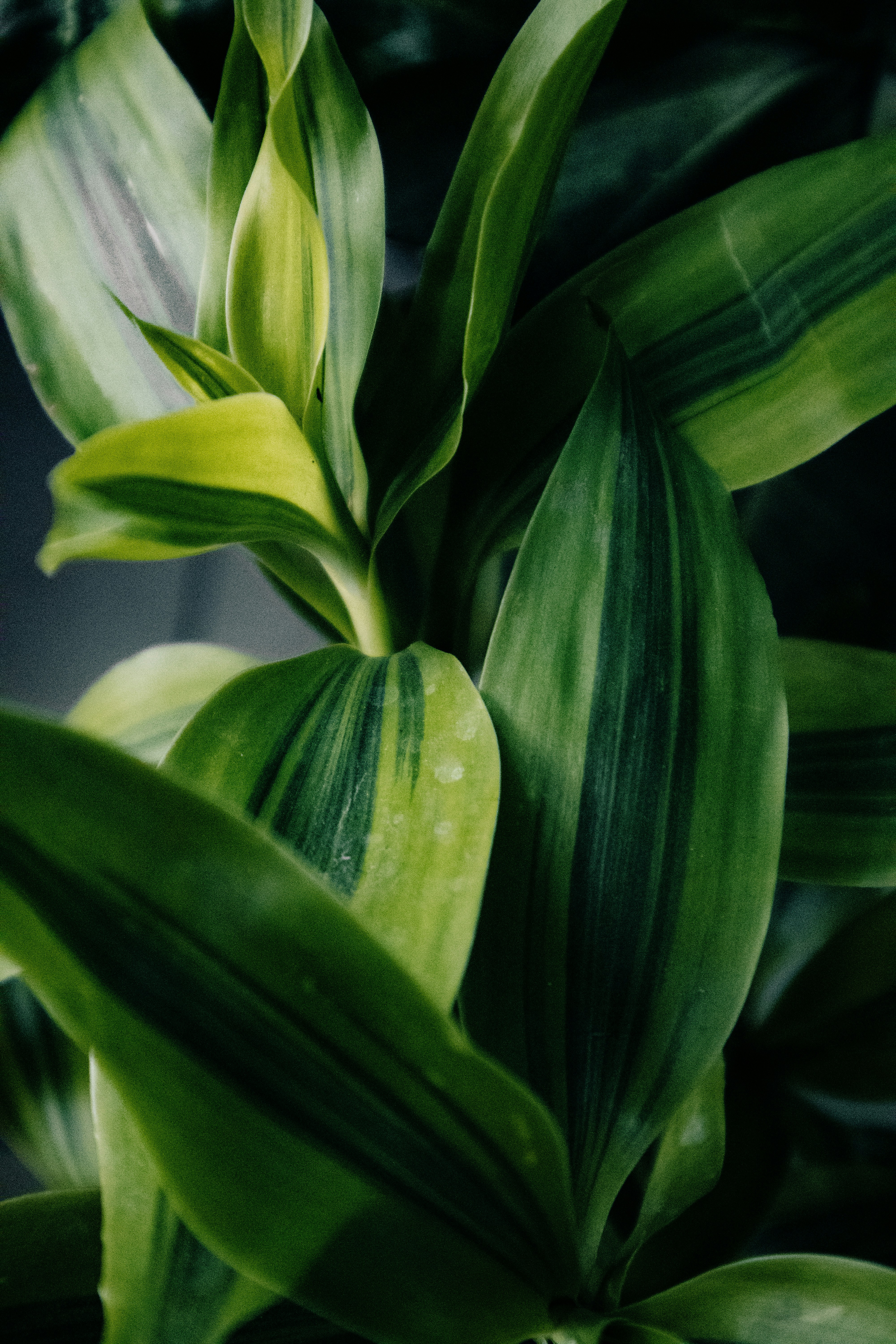 Photo by tareq_hasan