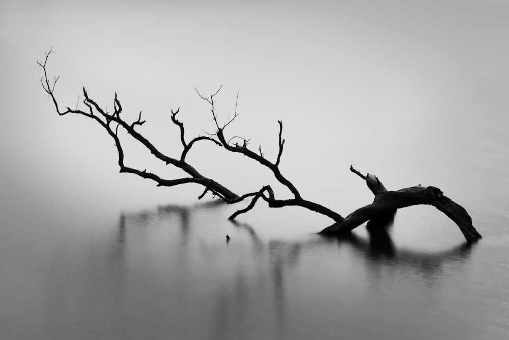 a black and white photo of a tree branch in the water