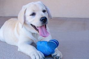 A playful puppy surrounded by colorful pet toys in shades of blue and yellow