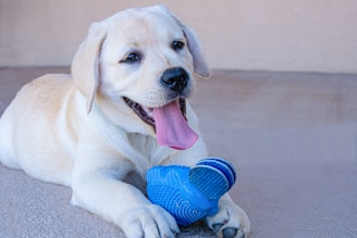 A playful puppy lies on the ground with its tongue out and a blue chew toy between its paws. The dog's coat is a light cream color and it has friendly, expressive eyes.