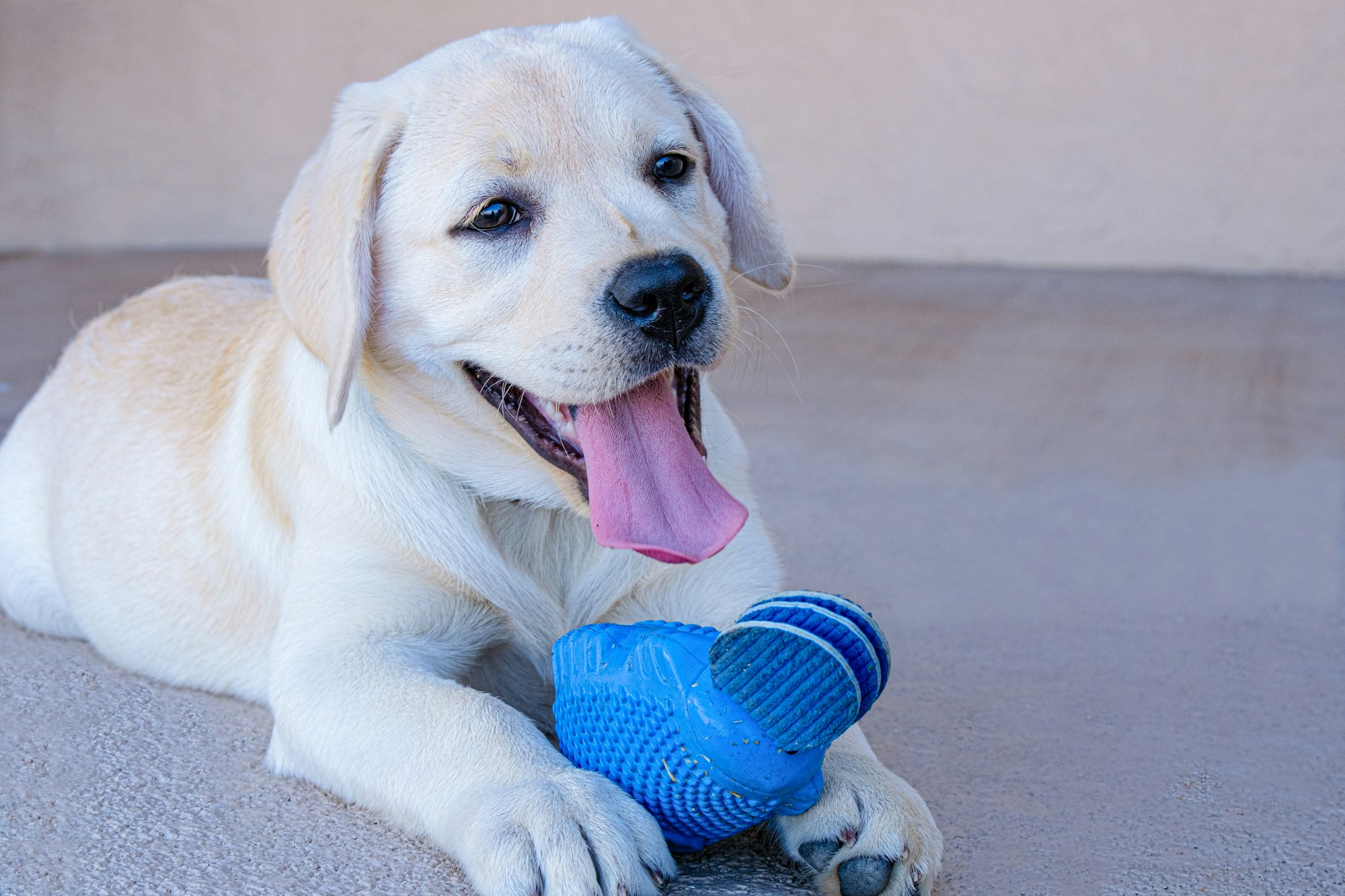 a dog laying on the ground with a toy in its mouth