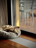 A small dog is laying on a plush, circular bed next to a large sliding glass door. The room is illuminated with natural light filtering through the glass, highlighting the wooden floor and the cozy atmosphere. Outside, a blurred view of chairs and a deck is visible.