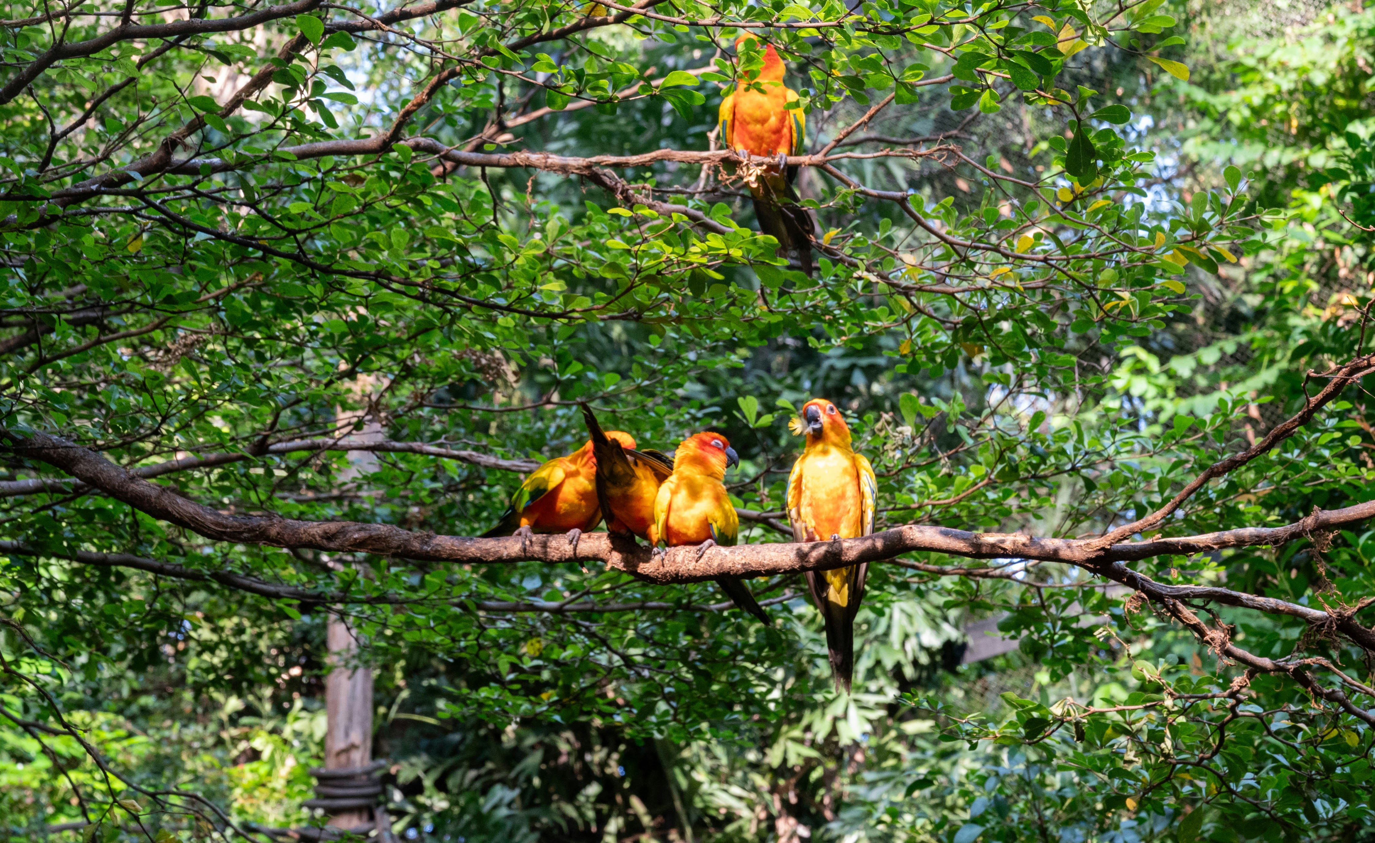 A group of birds sitting on top of a tree branch photo – Free Land ...