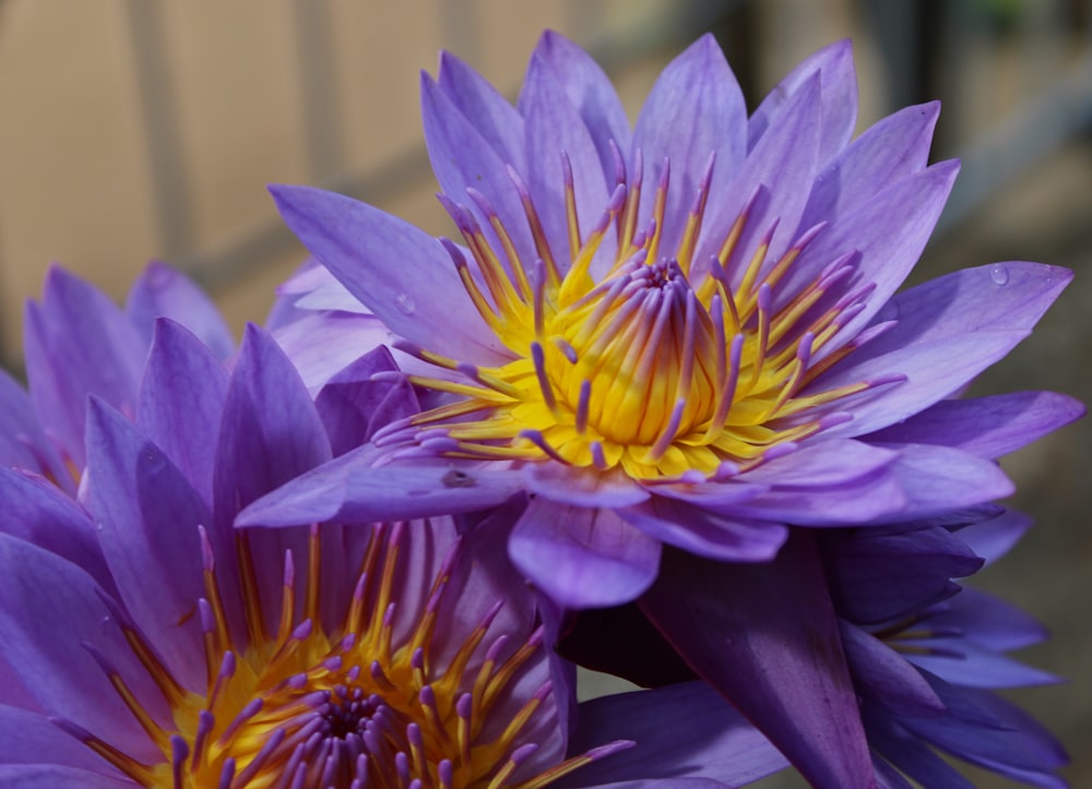 two purple flowers with yellow centers in a vase