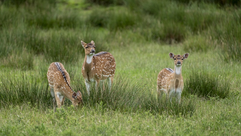 a group of deer standing on top of a lush green field