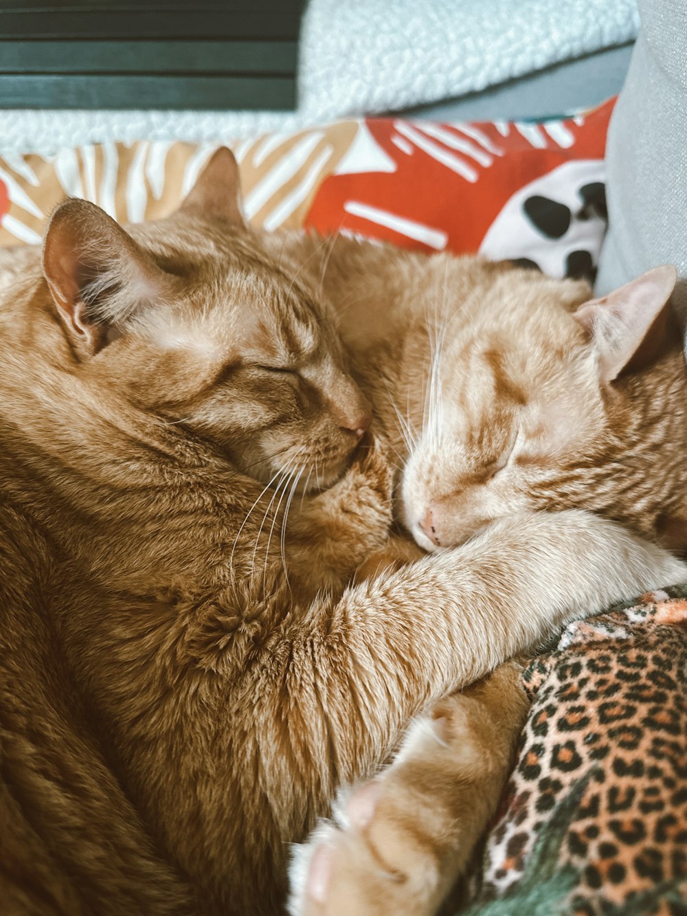 a couple of cats laying next to each other on a bed