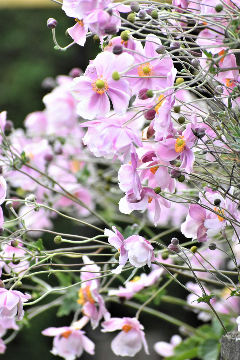 a bunch of pink flowers that are in a vase