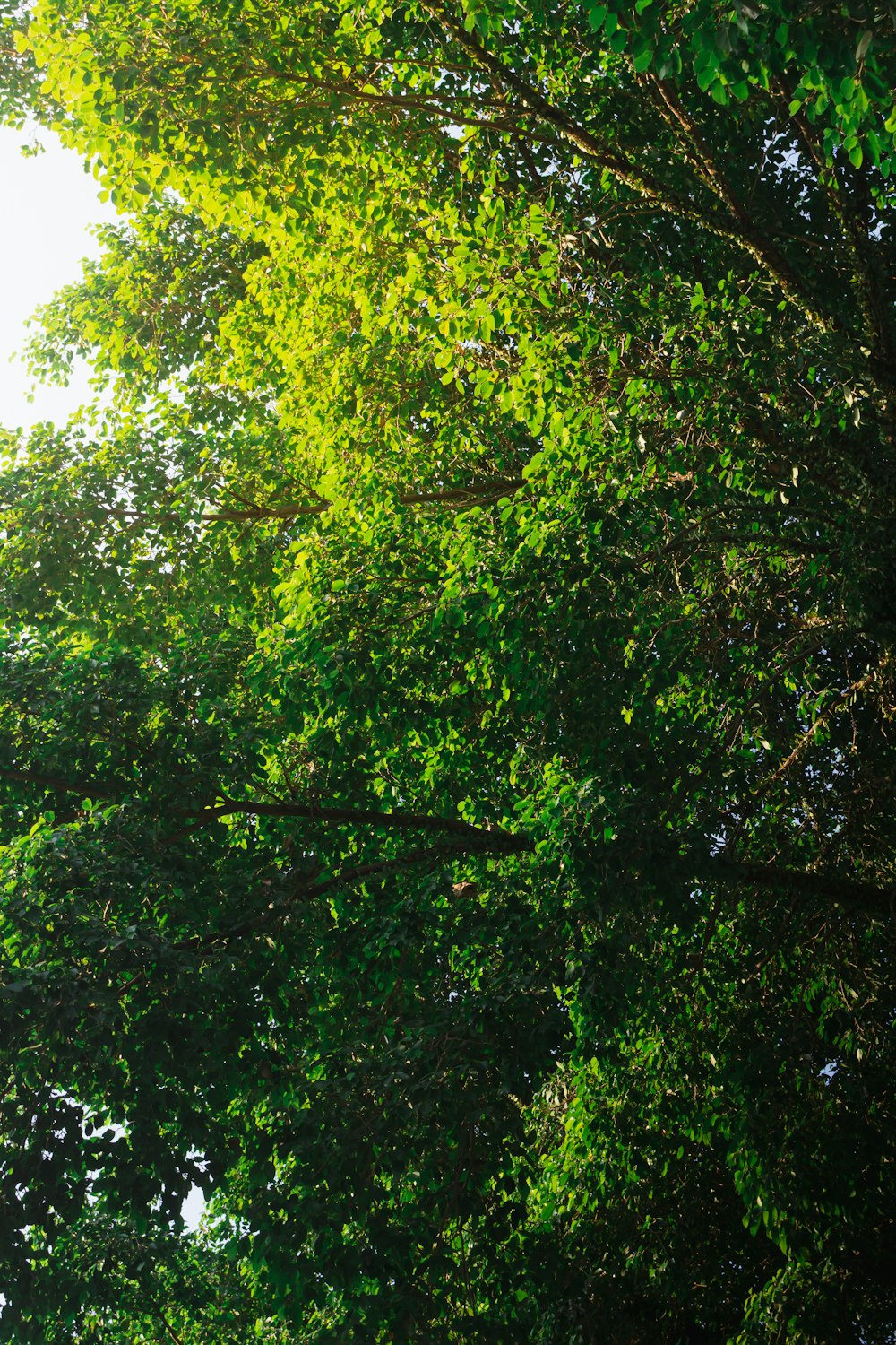 Un banco sentado en medio de un bosque