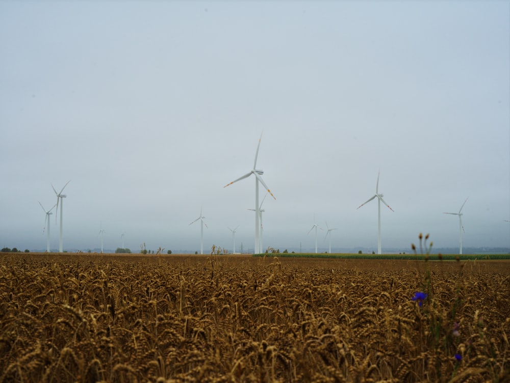 a field of crops with wind turbines in the background