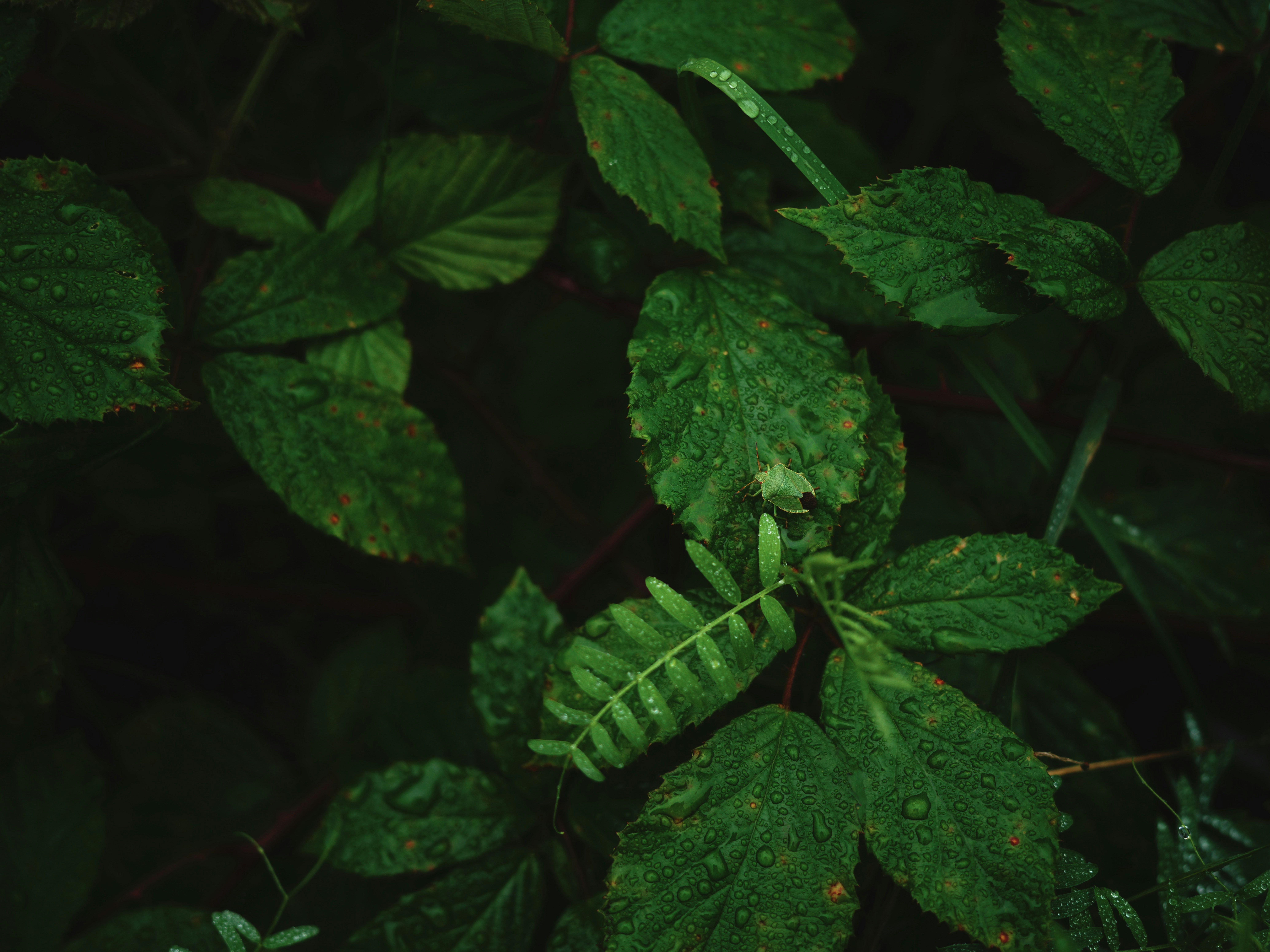 Photo by egorkomarov