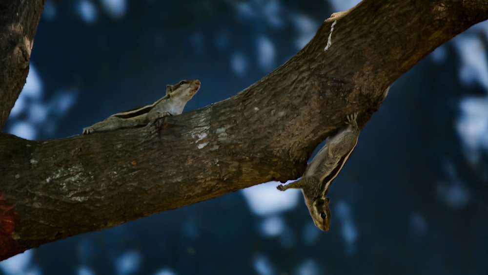 una lucertola seduta su un ramo di un albero