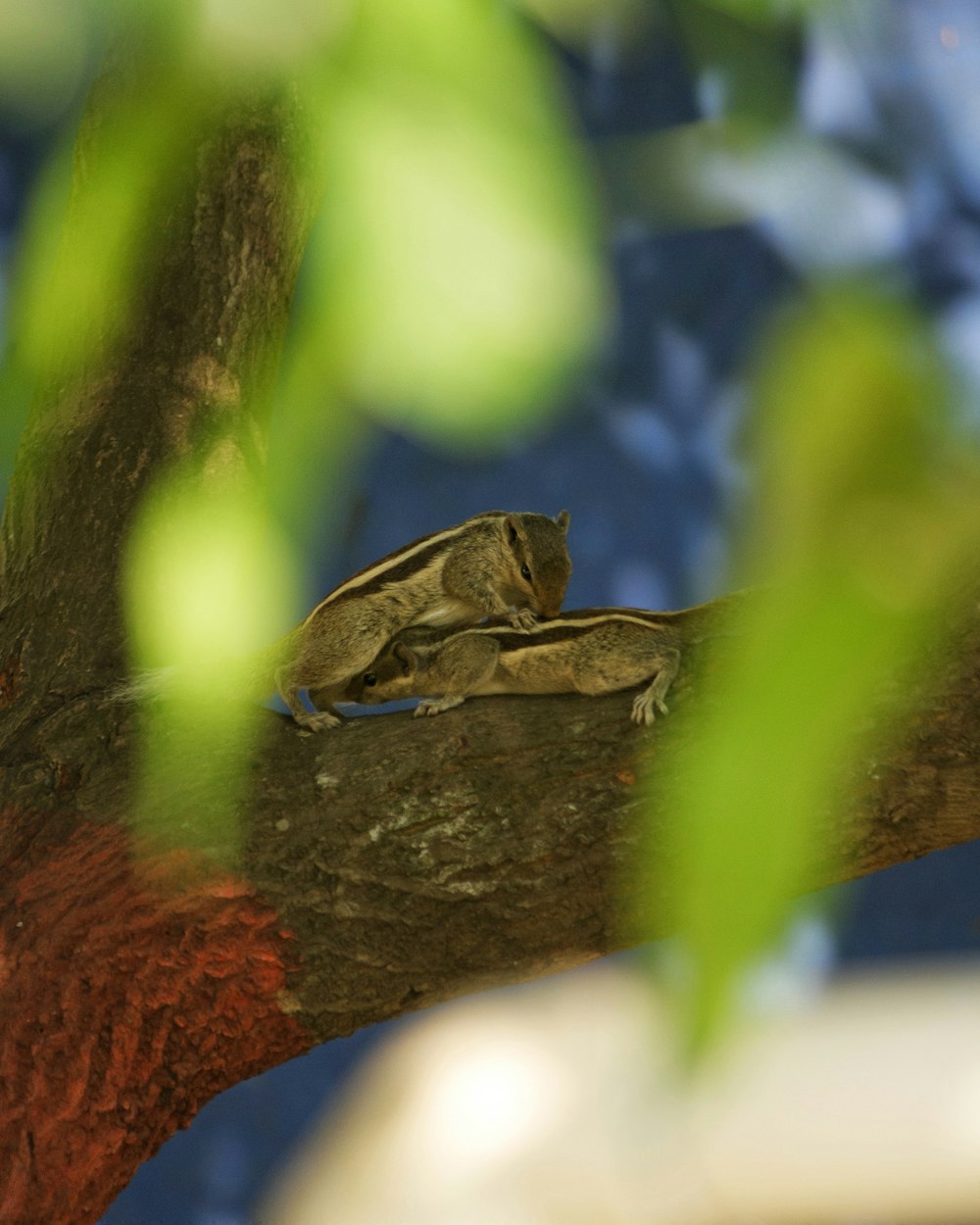 una piccola lucertola seduta su un ramo di un albero
