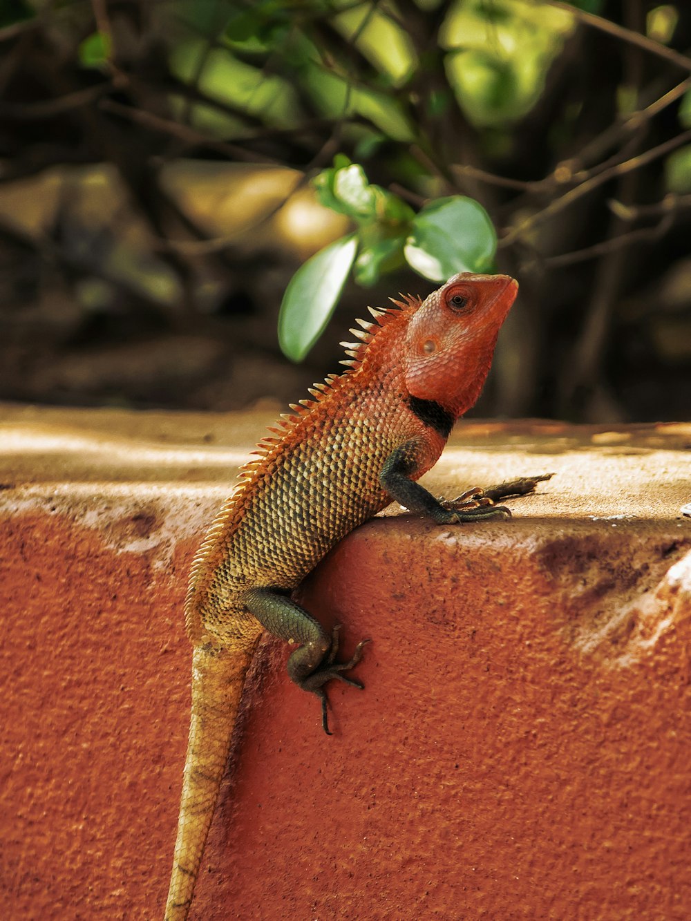 a lizard that is sitting on the side of a wall
