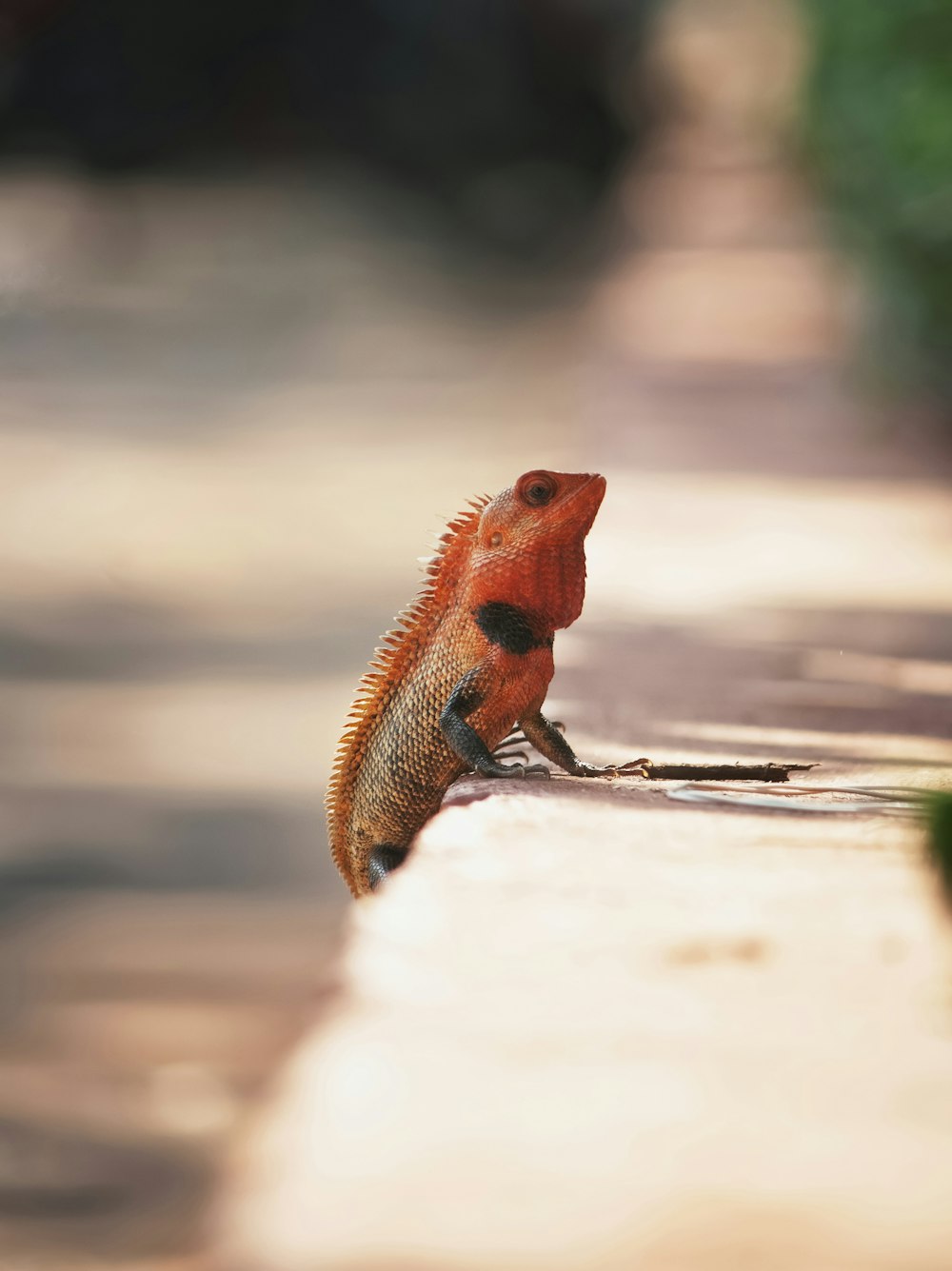 an orange and black lizard sitting on a ledge
