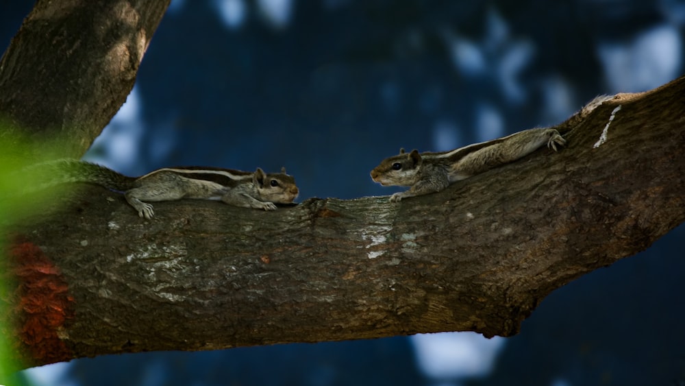 a couple of small animals sitting on top of a tree branch