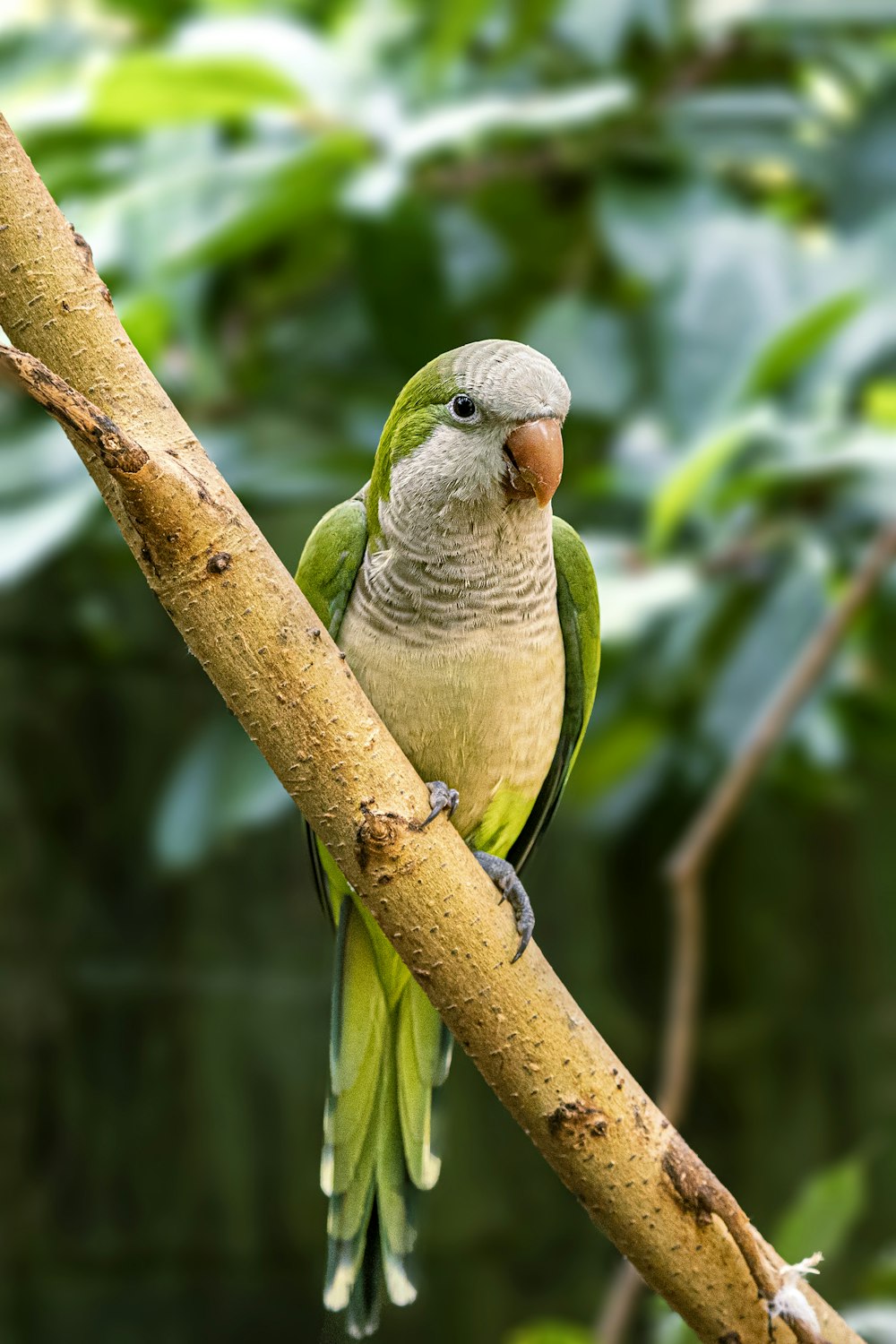 a bird perched on a branch in a tree