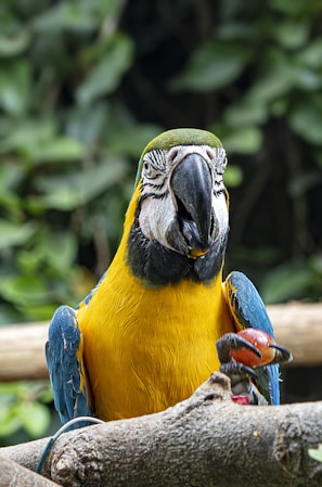 a blue and yellow parrot sitting on top of a tree branch