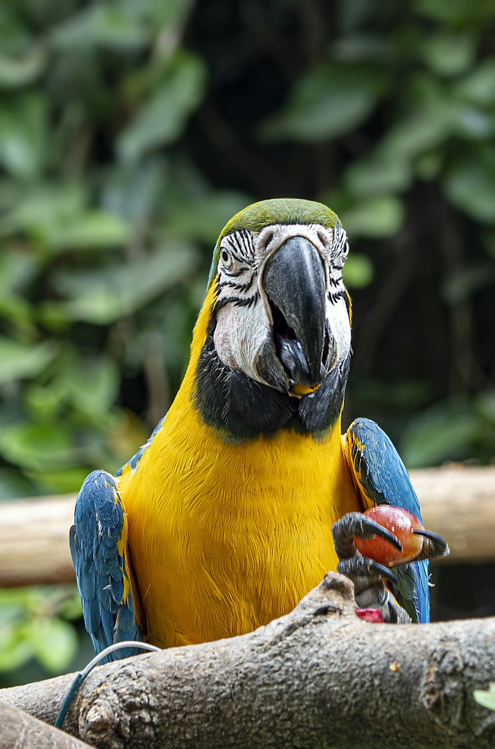 a blue and yellow parrot sitting on top of a tree branch
