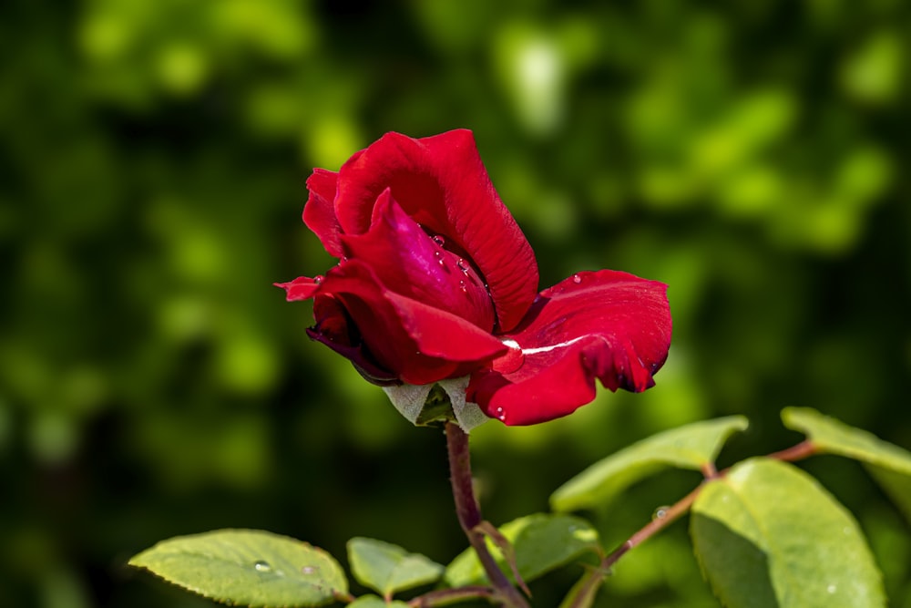 une fleur rouge avec des gouttelettes d’eau dessus