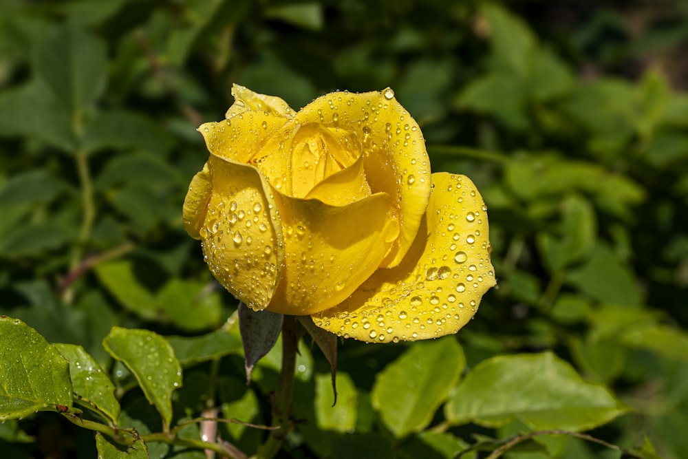 a yellow rose with water droplets on it