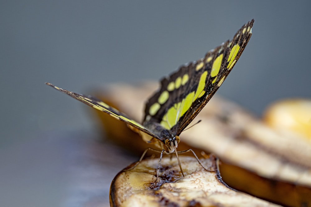 a close up of a butterfly on a banana