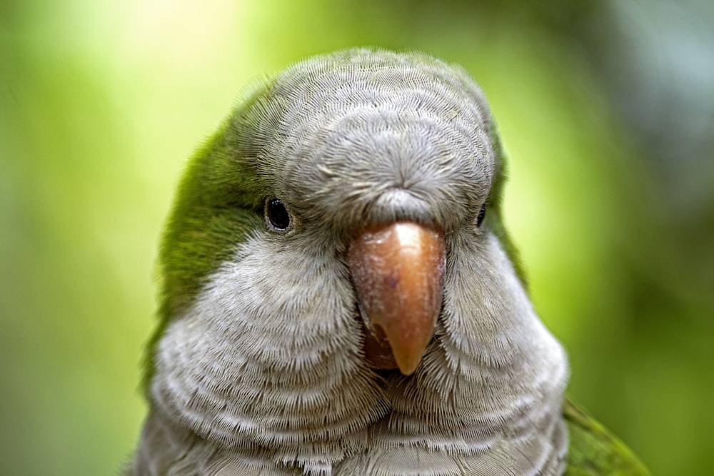 a close up of a bird with a blurry background