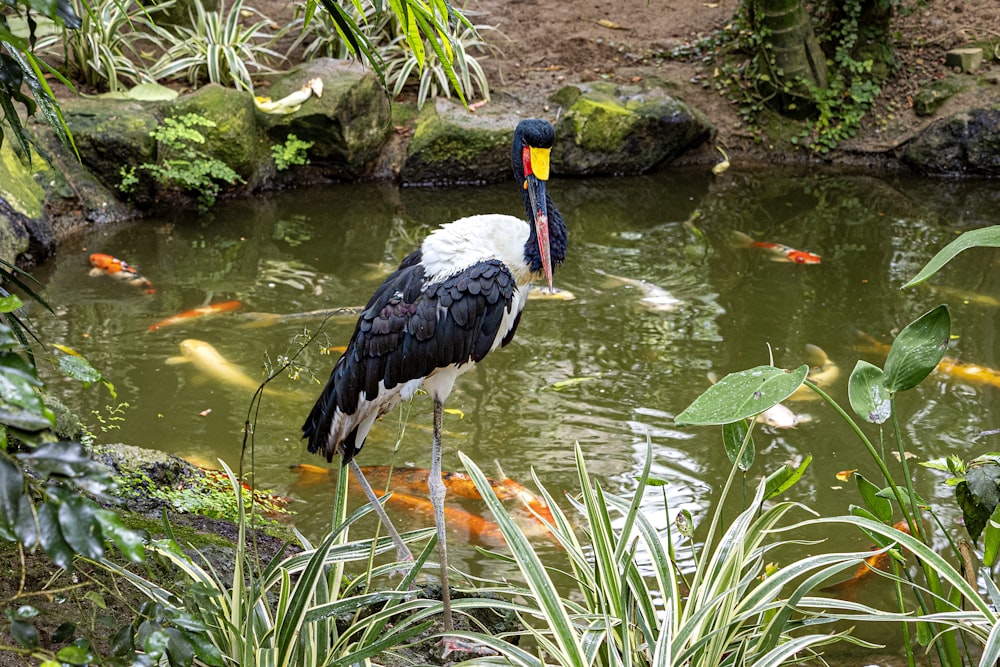 a bird standing on a branch in a pond