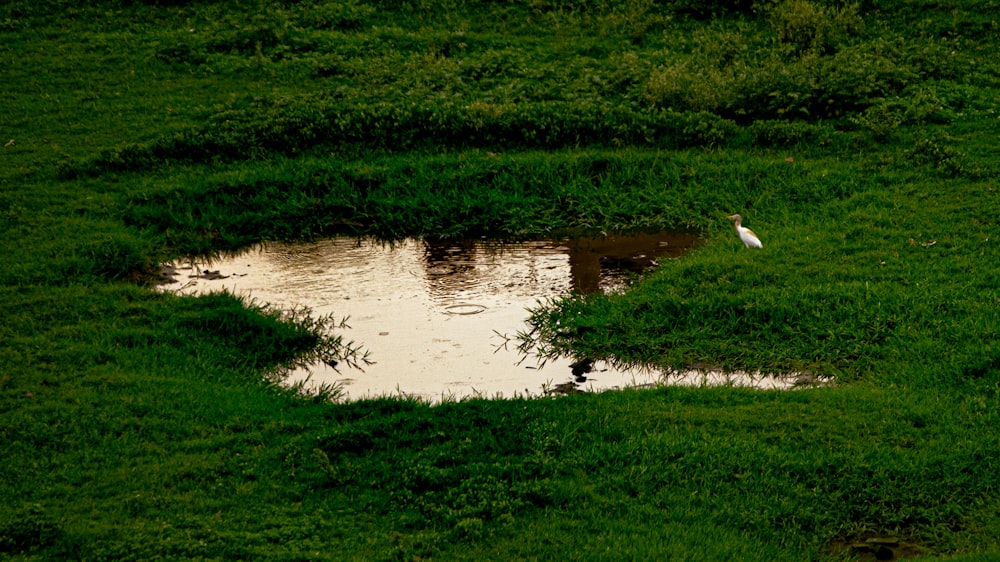 a bird is standing in the grass near a puddle