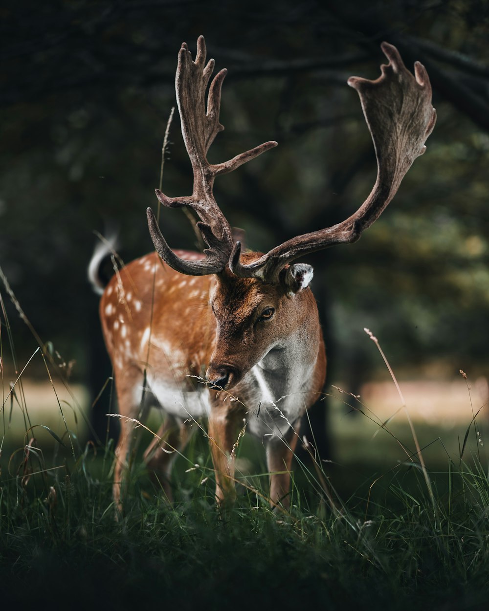 a deer with antlers standing in the grass