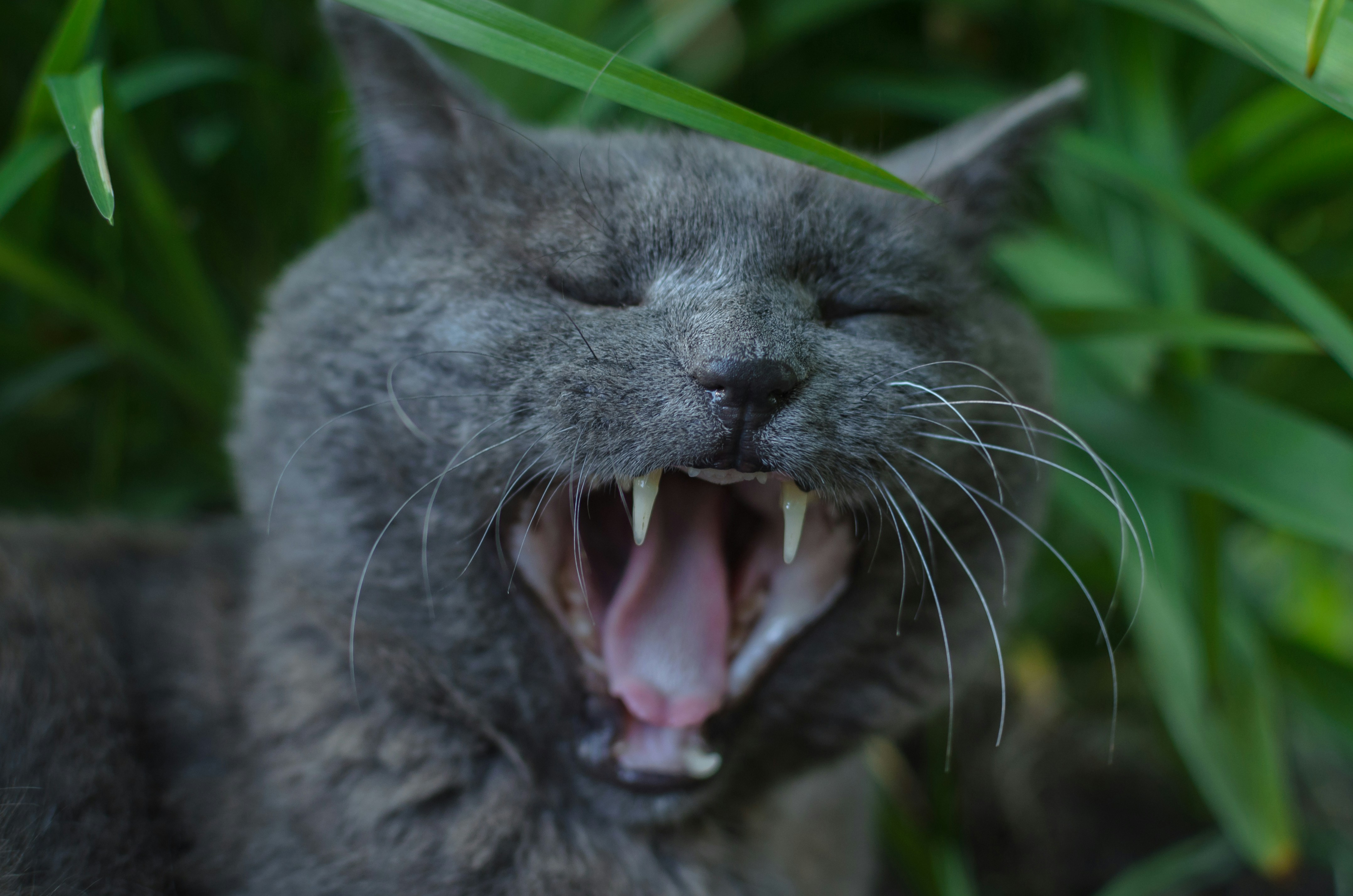 yawning cat