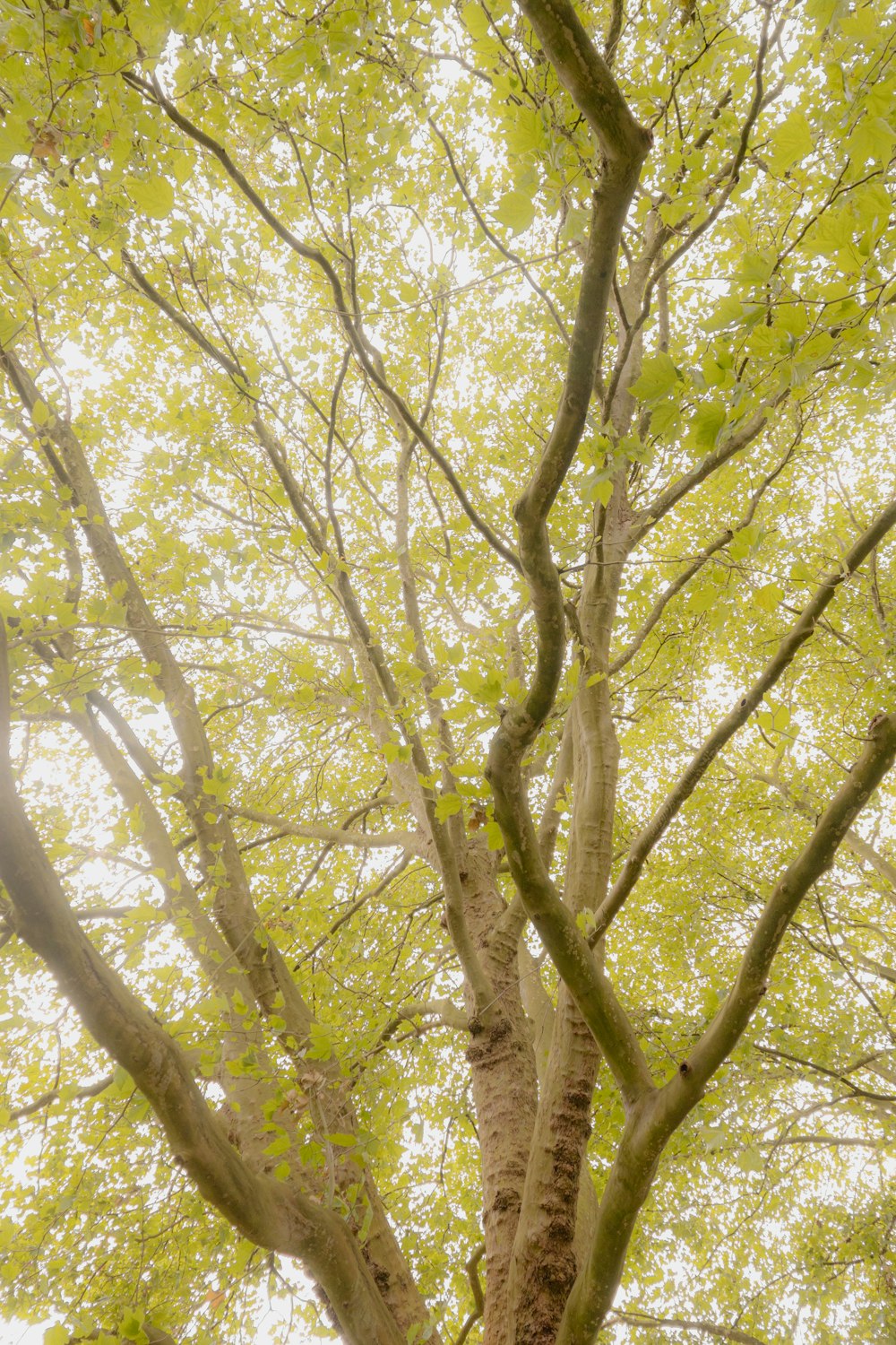 Un albero alto con molte foglie verdi