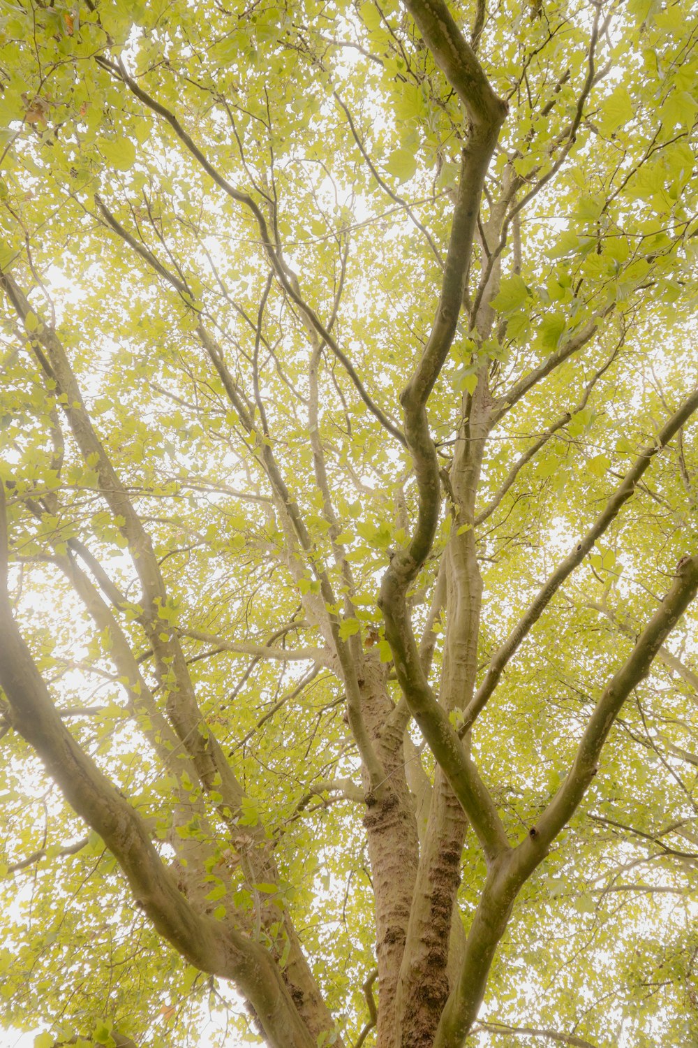 Un árbol alto con muchas hojas verdes