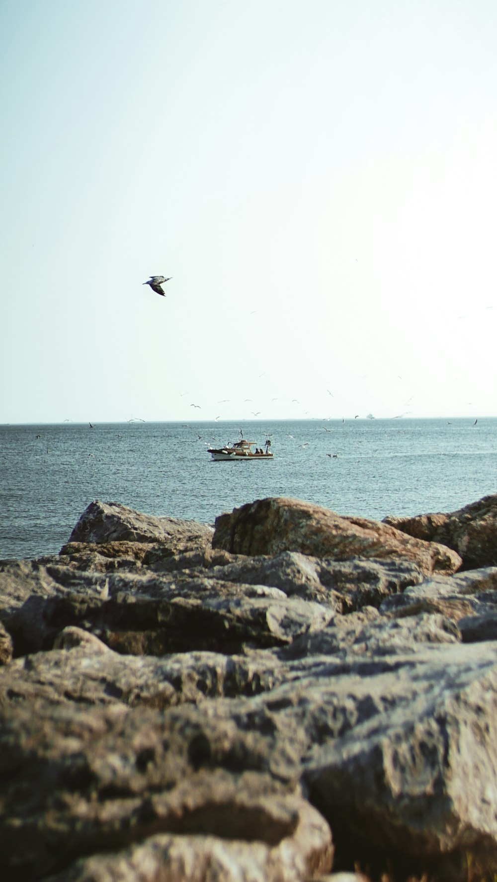 a bird flying over a body of water