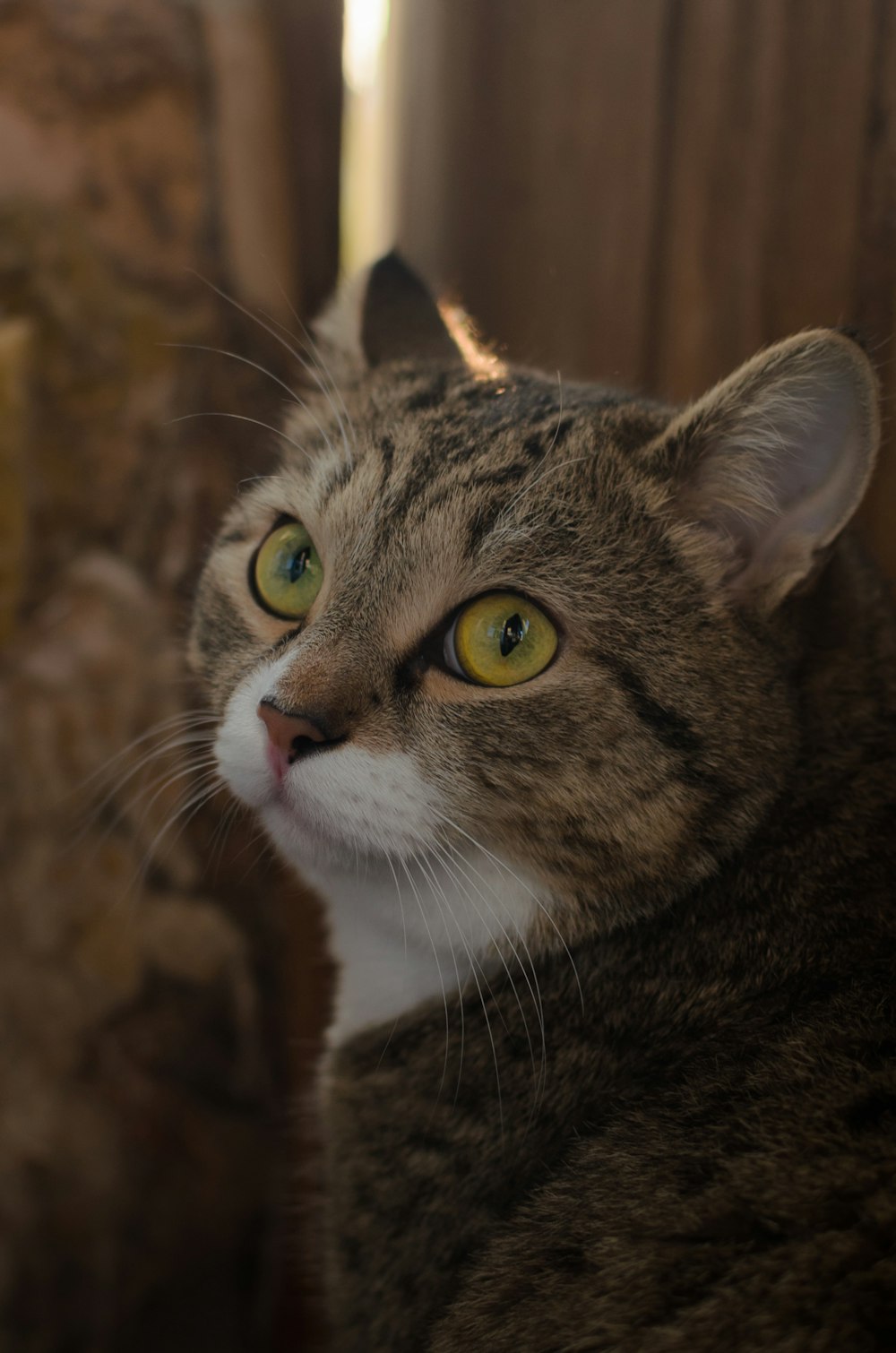 a close up of a cat with yellow eyes