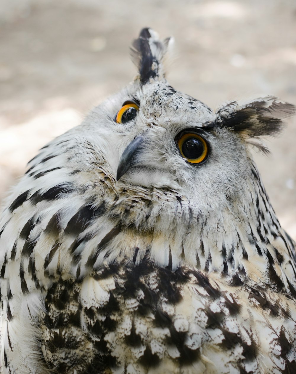 a close up of an owl with yellow eyes