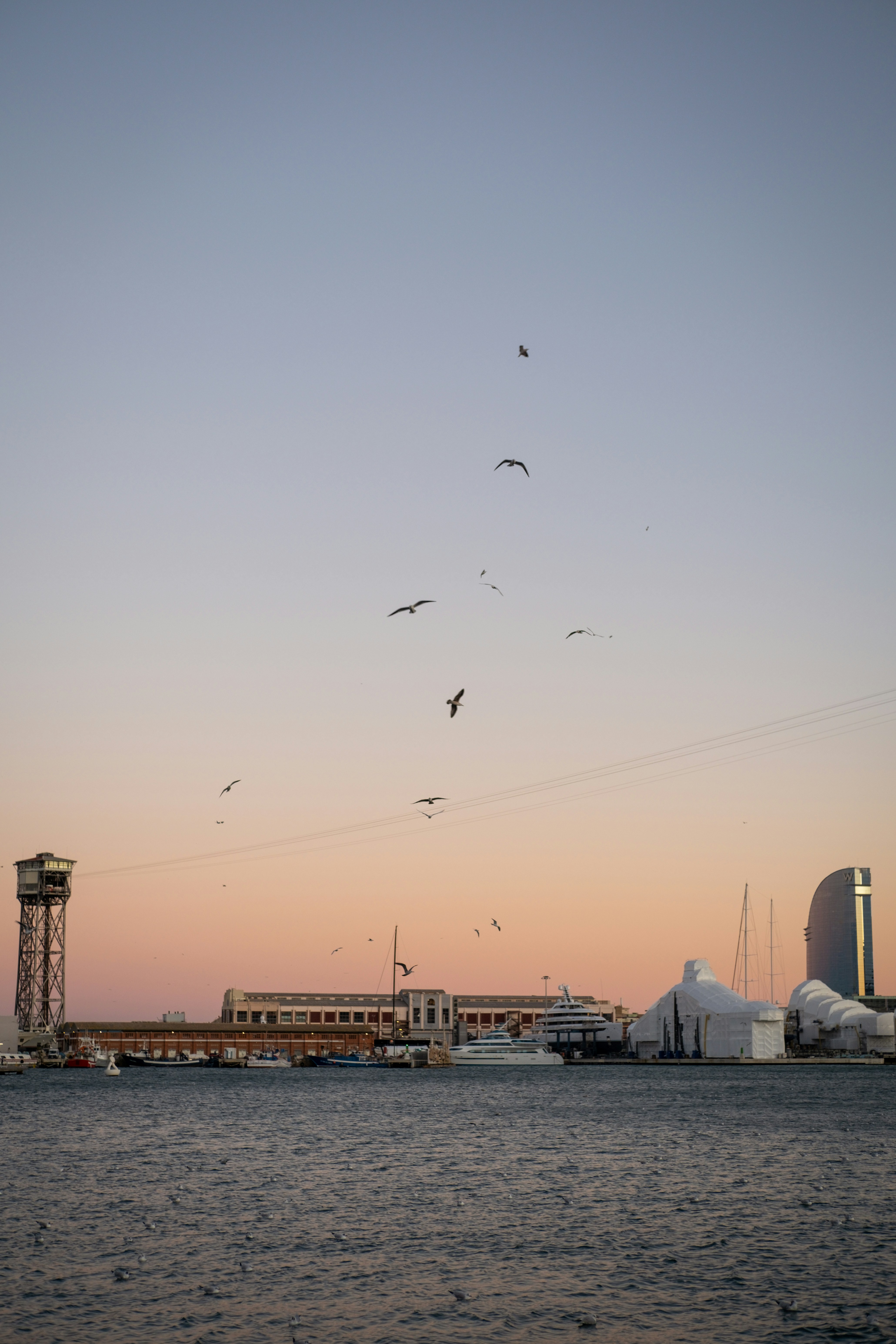 a flock of birds flying over a body of water