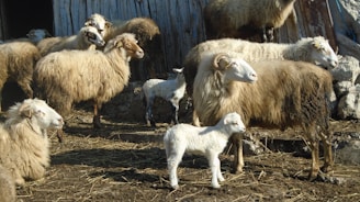 A wide view of livestock pens in Wadi Al-Rabee, showing healthy sheep and cattle.