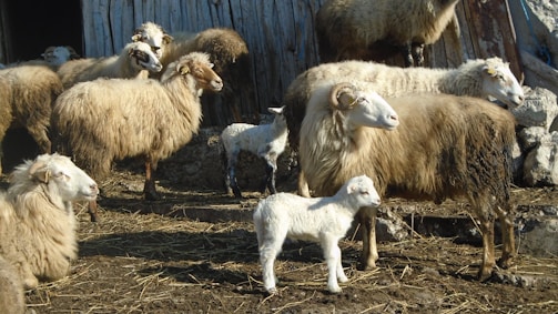 A bustling livestock pen in Wadi Al-Rabee, Libya, with healthy sheep and cattle.