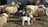 Several sheep and lambs are gathered in what appears to be a fenced area or pen. The adult sheep have thick, woolly coats and some have visible horns, while the lambs have lighter-colored wool. The background features a wooden structure and rocky terrain.