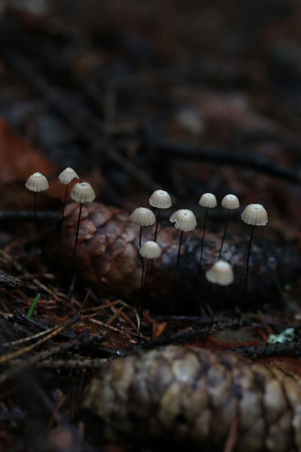 Un grupo de hongos que crecen fuera de la tierra