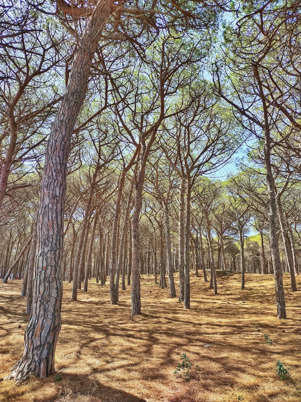 a forest filled with lots of tall trees