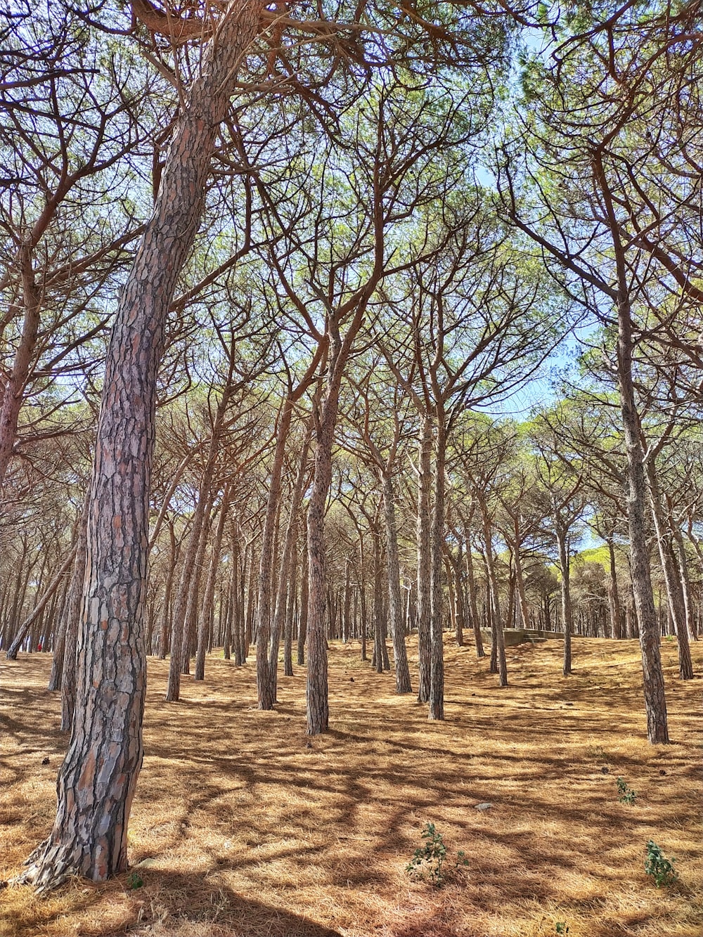 a forest filled with lots of tall trees