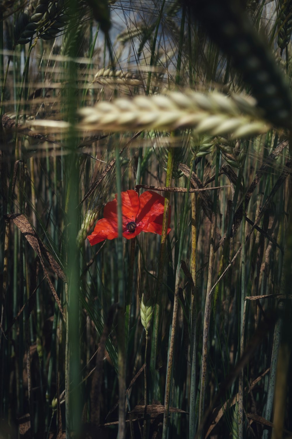 a red flower in a field of tall grass