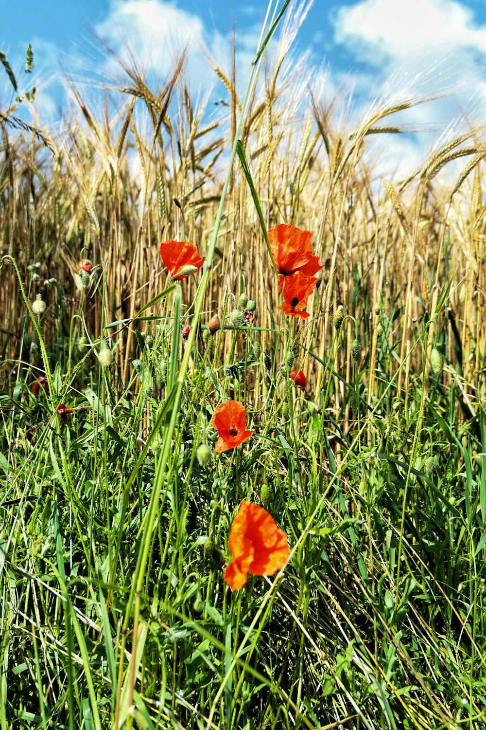 a field of tall grass with red flowers