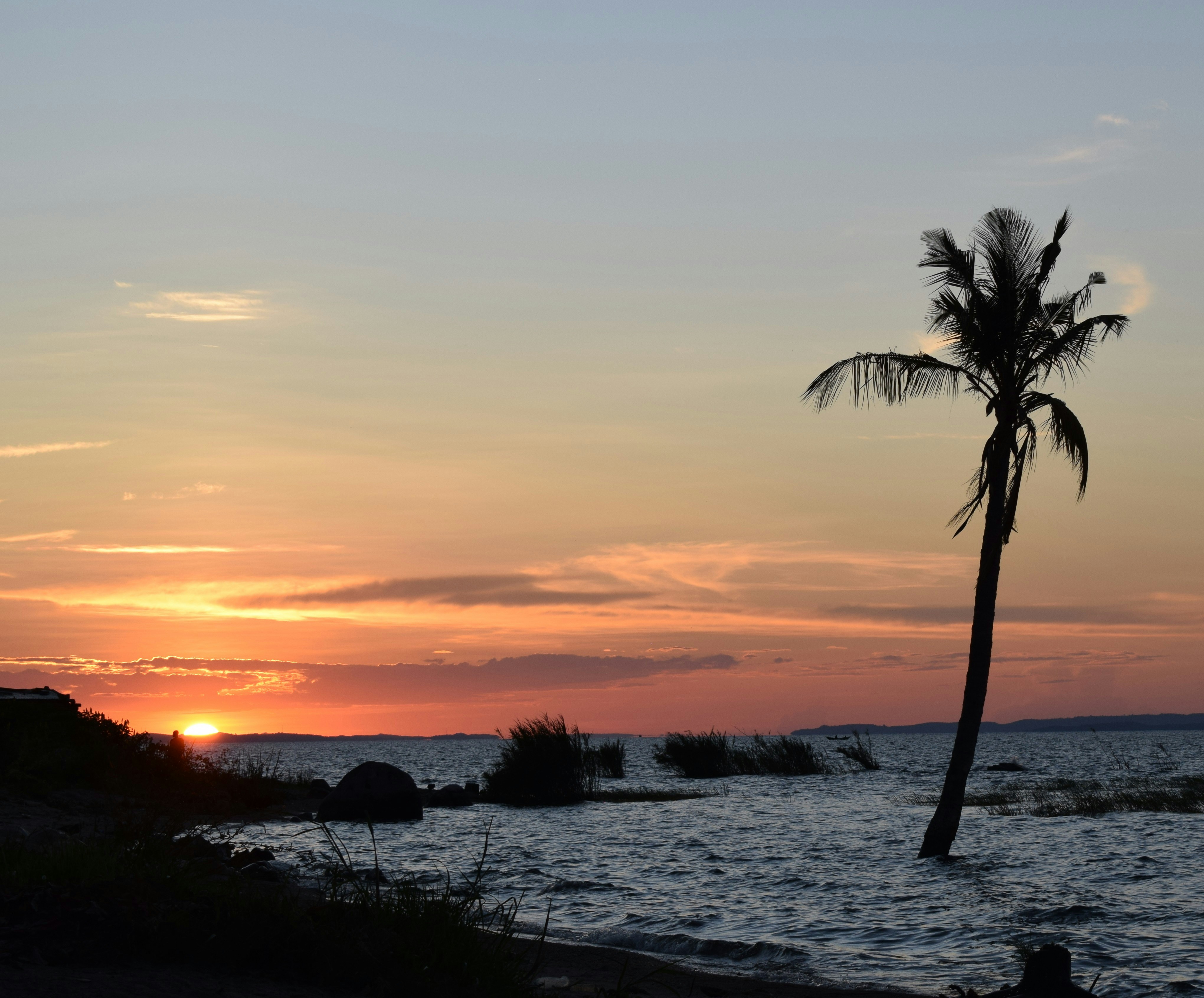 a palm tree is silhouetted against a sunset over the ocean