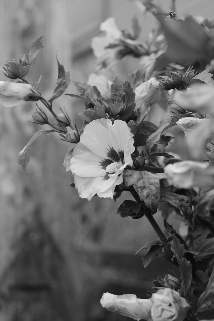 Bloom’s Quiet Elegance