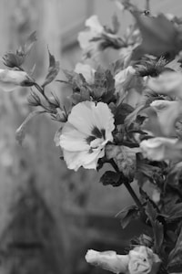 Bloom’s Quiet Elegance