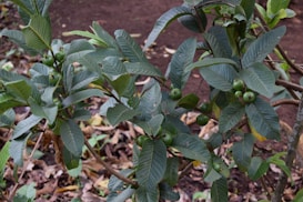 A close-up view of a guava tree with several green leaves and small unripe guavas. The ground is covered with dried leaves and the soil is visible in the background.